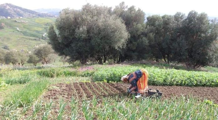 Quand le savoir ancestral rime avec modernité